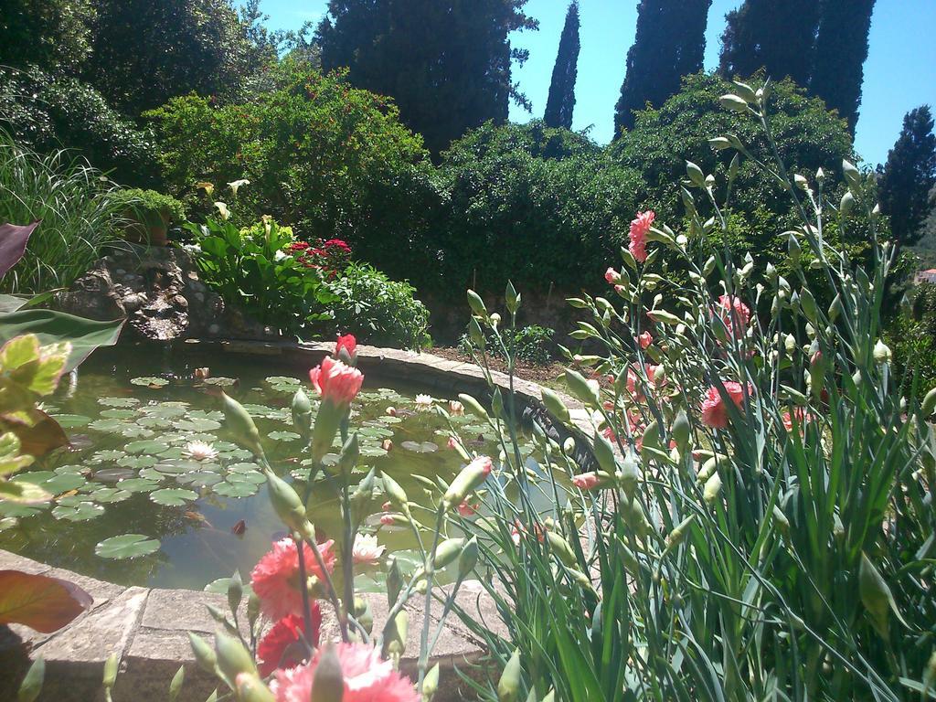 Antun Mozara Family House Bed and Breakfast Slano Εξωτερικό φωτογραφία